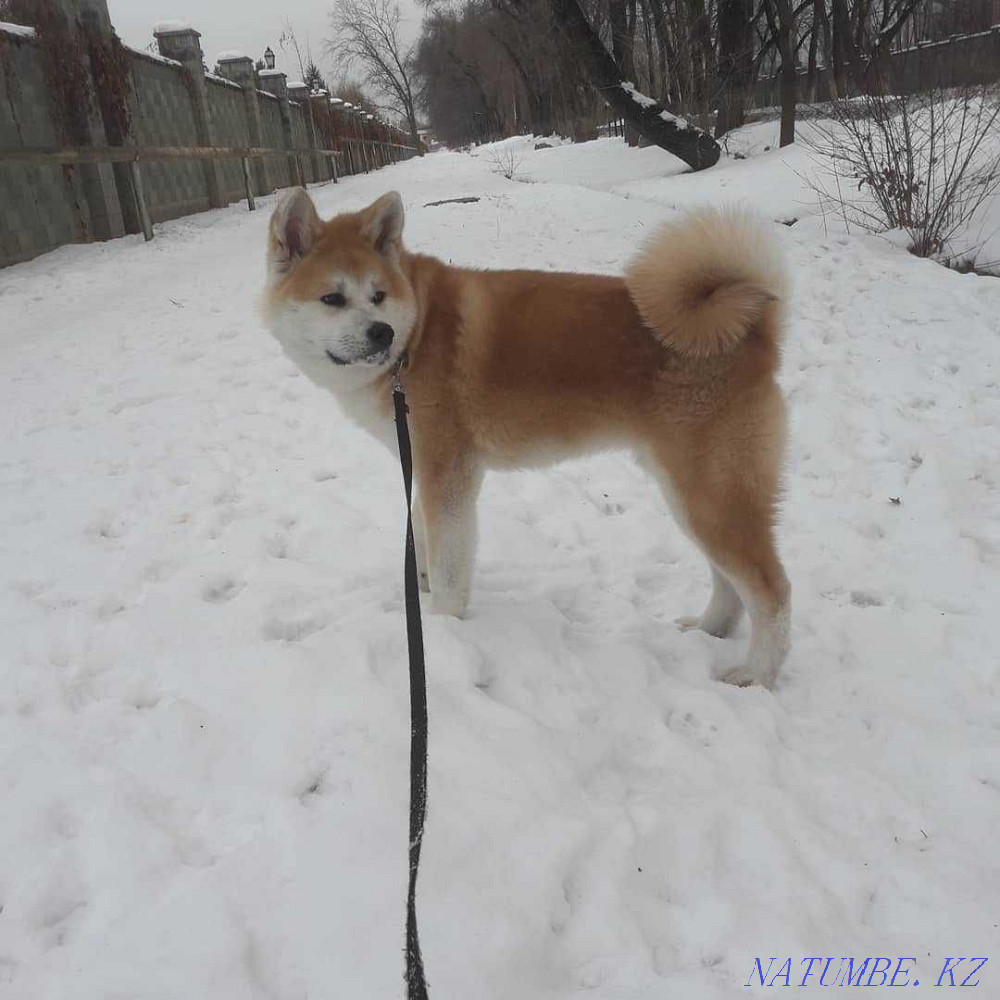 Акита ину, еркек  Алматы - изображение 2