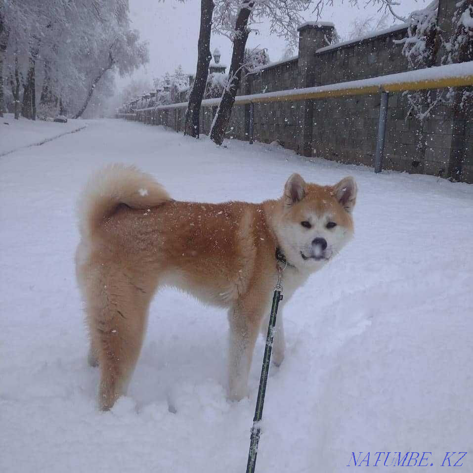 Акита ину, еркек  Алматы - изображение 6
