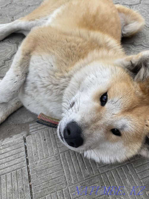 Акита ину 1 жасар сатылады  - изображение 1