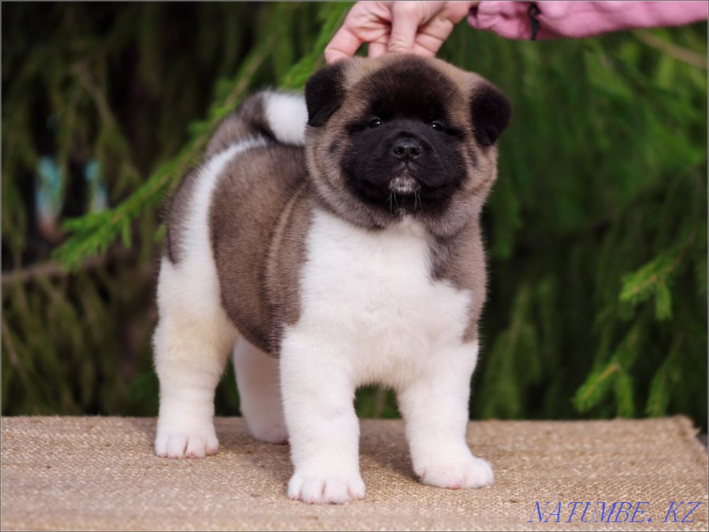 Щенки Американских Акит Алматы - изображение 3