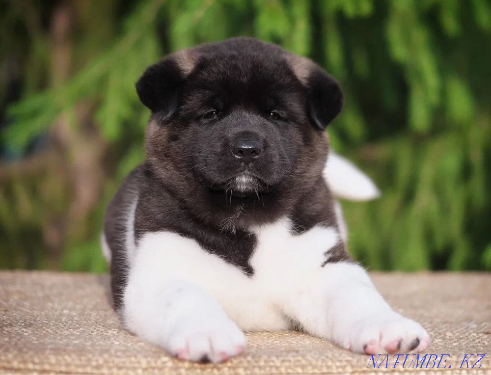 Щенки Американских Акит Алматы - изображение 5