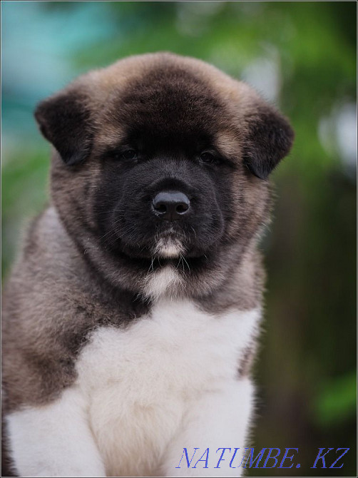 Щенки Американских Акит Алматы - изображение 1