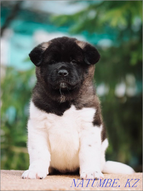 Щенки Американских Акит Алматы - изображение 7