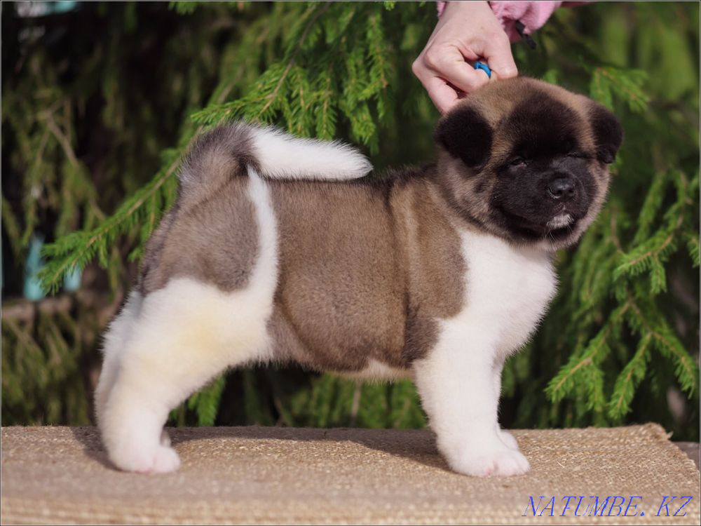 Щенки Американских Акит Алматы - изображение 4