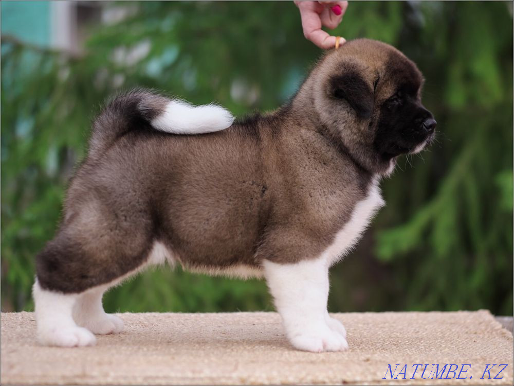 Щенки Американских Акит Алматы - изображение 2