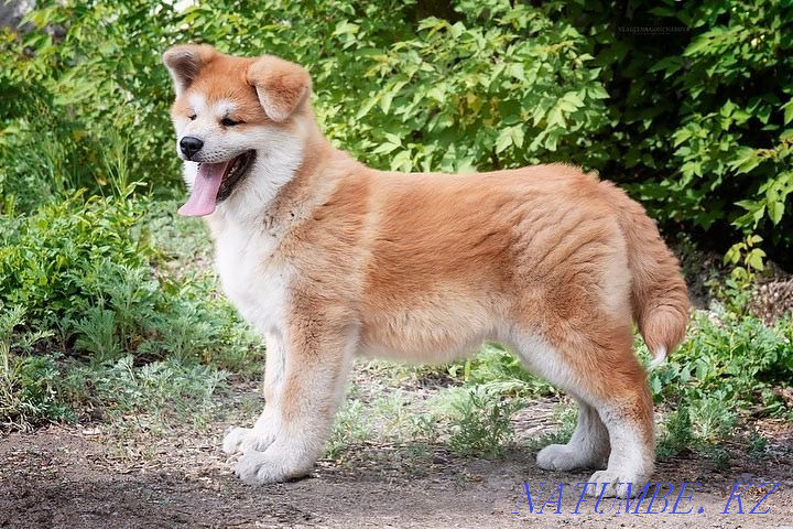 Акито ину Караганда - изображение 3