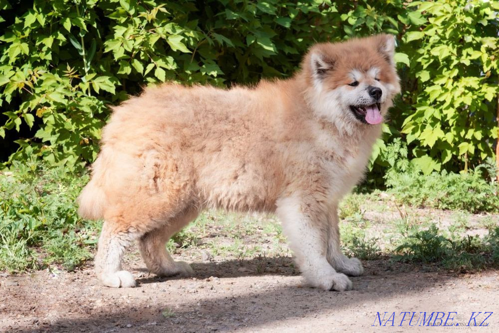 Акито ину Караганда - изображение 8
