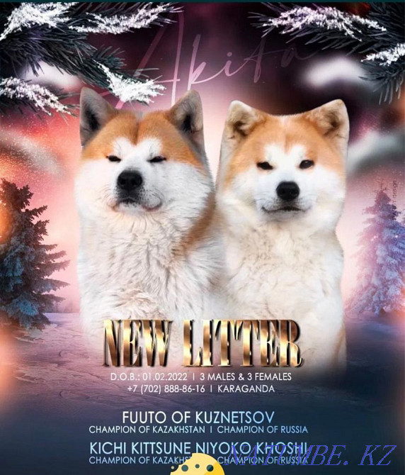 Акито ину Караганда - изображение 1