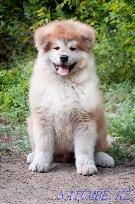 Акито ину Караганда - изображение 7