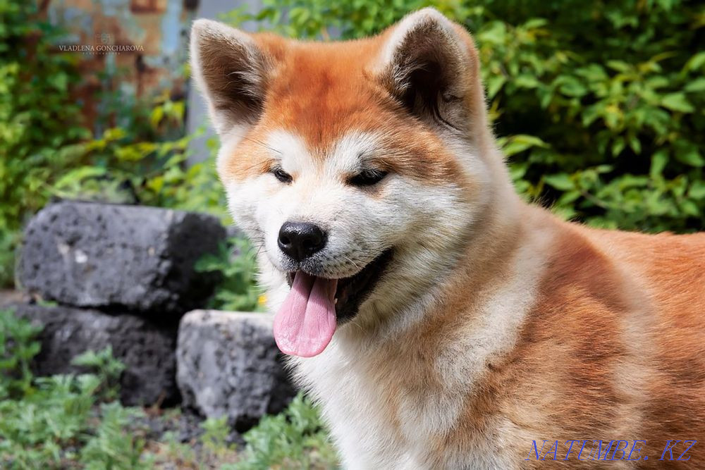 Акито ину Караганда - изображение 5