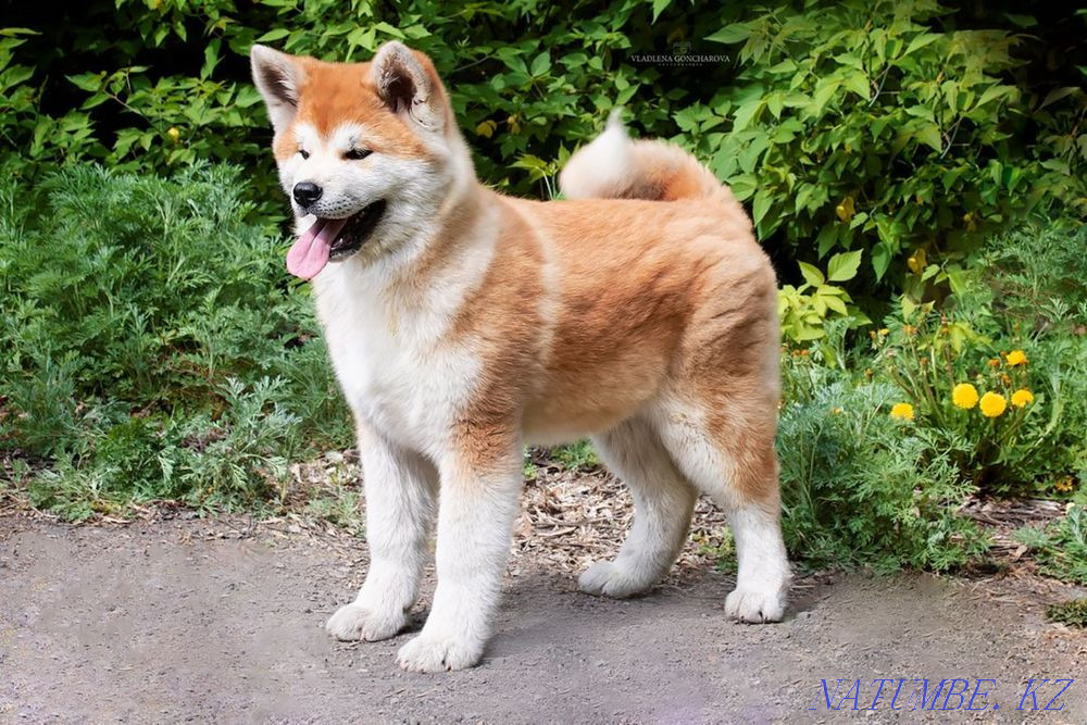Акито ину Караганда - изображение 2
