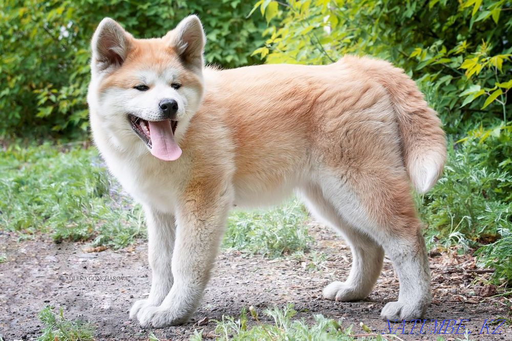 Акито ину Караганда - изображение 4