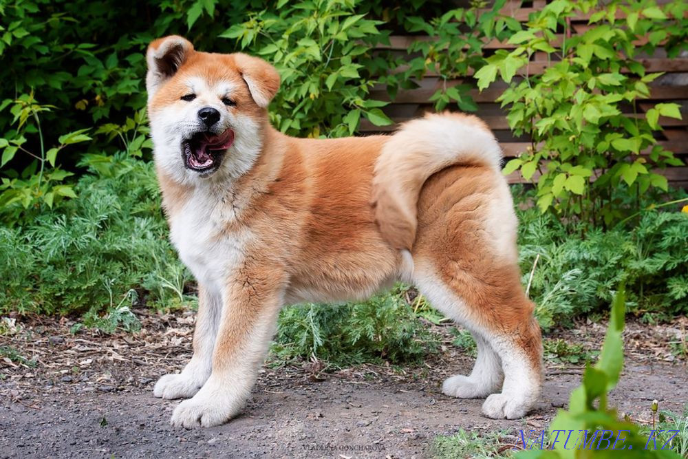 Акито ину Караганда - изображение 6