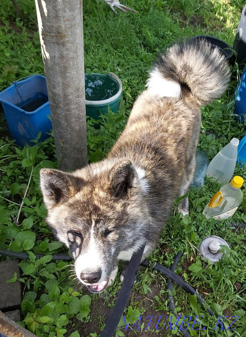 Akita male for sale Almaty - photo 3
