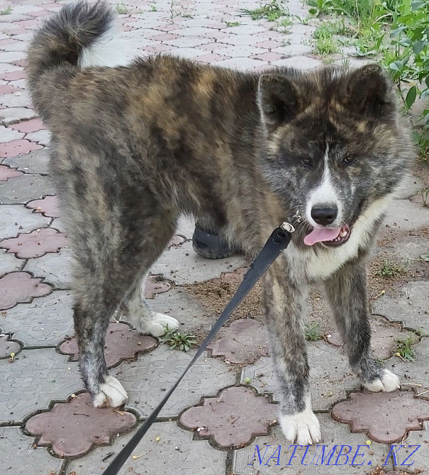 Akita male for sale Almaty - photo 1