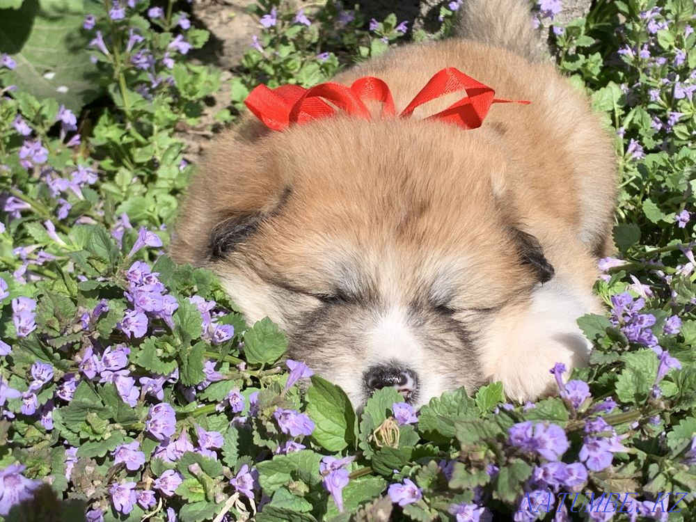 Щенки акита Семей - изображение 1