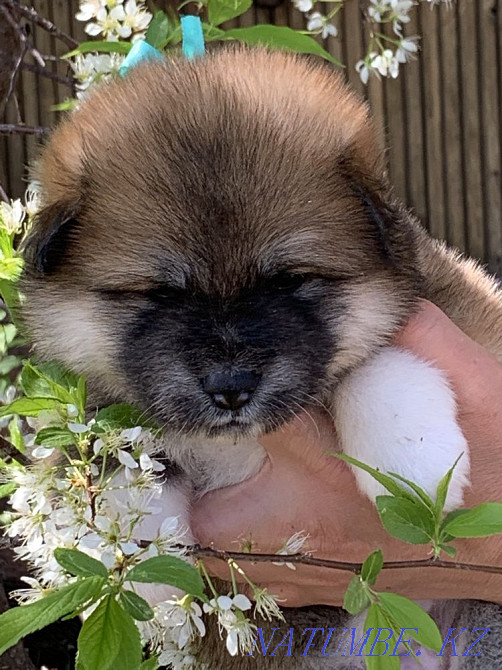 Щенки акита Семей - изображение 5