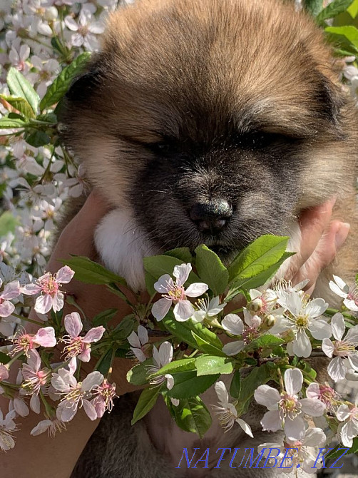 Щенки акита Семей - изображение 4