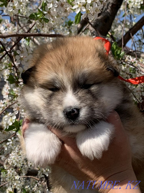 Щенки акита Семей - изображение 2