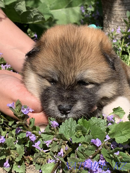 Щенки акита Семей - изображение 6