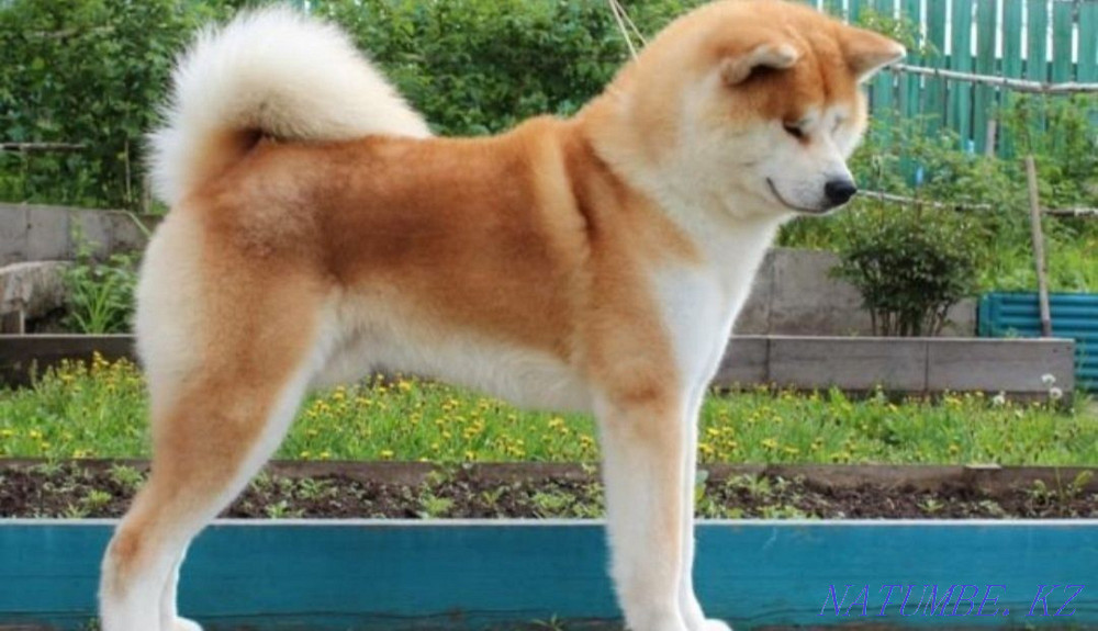 Акито ину (хатико) Кызылорда - изображение 7