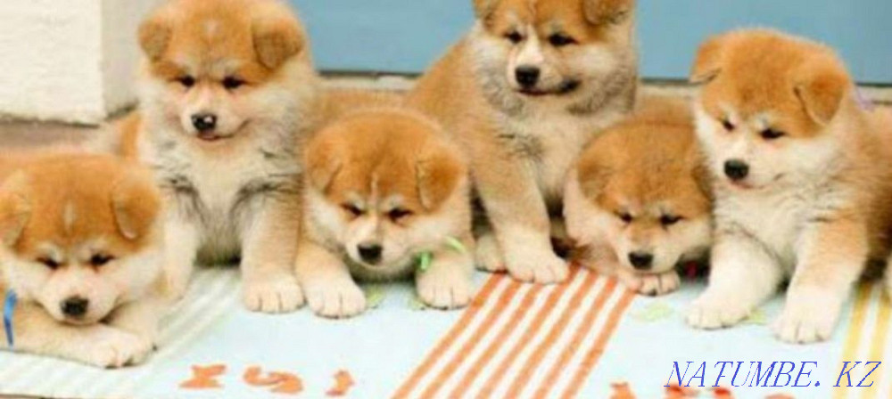 Акито ину (хатико) Кызылорда - изображение 1