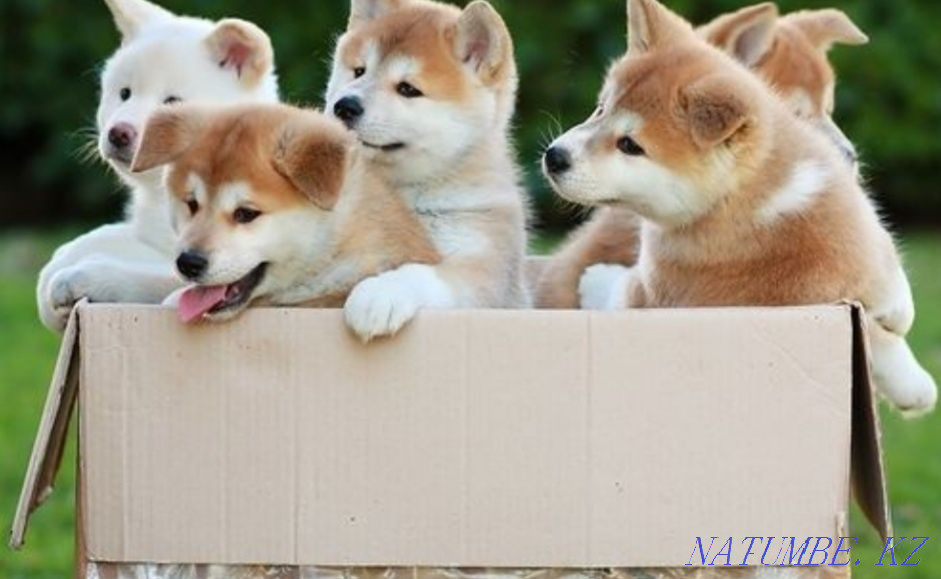 Акито ину (хатико) Кызылорда - изображение 2