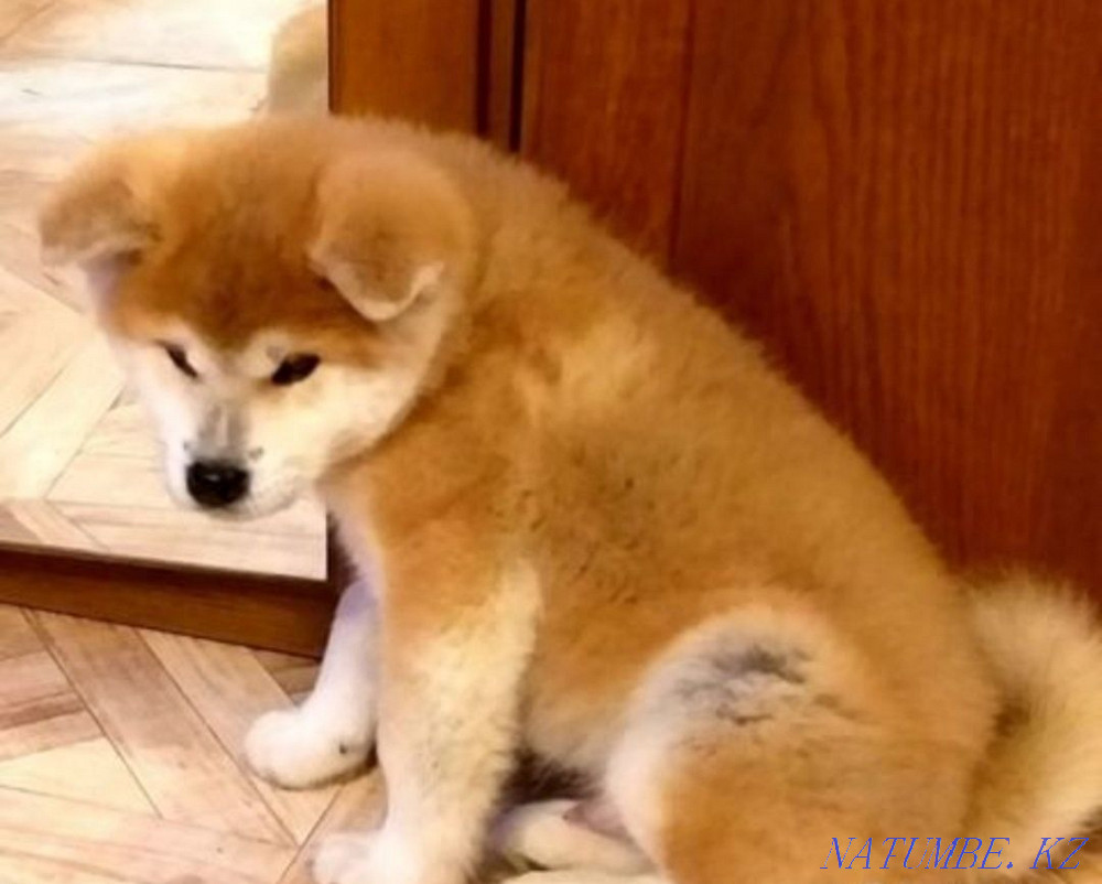 Акито ину (хатико) Кызылорда - изображение 6