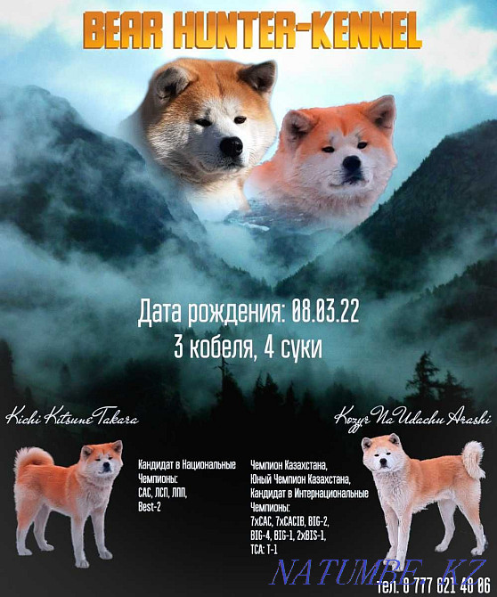 Акита-ину японская Усть-Каменогорск - изображение 4