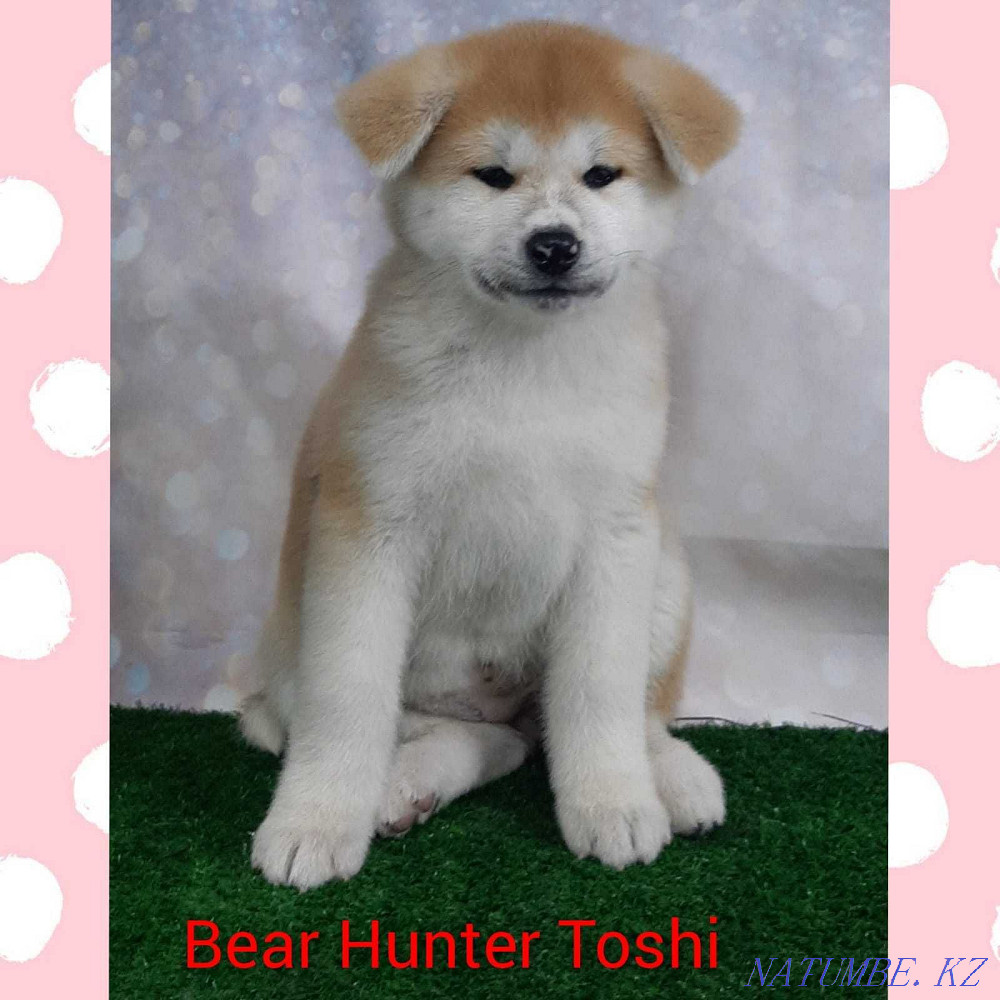 Акита-ину японская Усть-Каменогорск - изображение 3