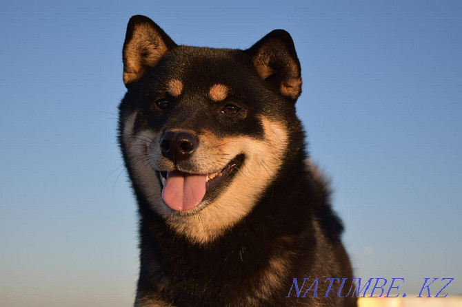Сиба-ину. щенки. Астана - изображение 3