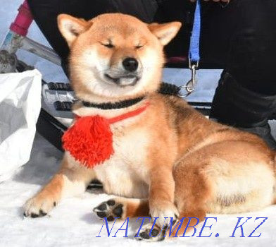 Сиба-ину. щенки. Астана - изображение 7