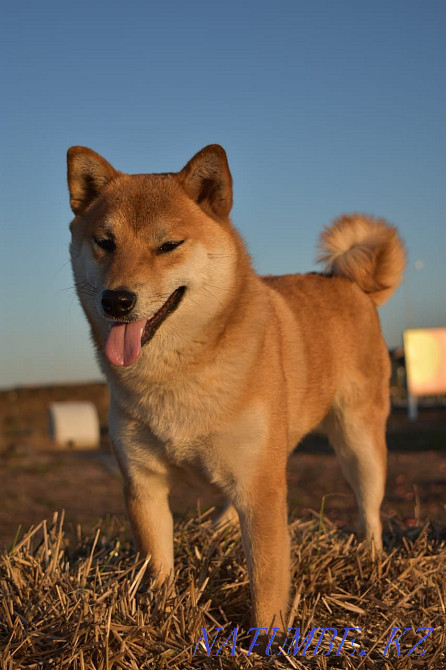 Шиба Ину. күшіктер.  Астана - изображение 4