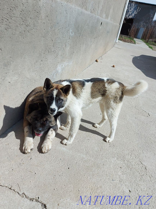 american akita  - photo 4