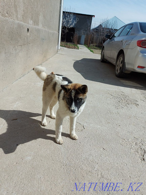 american akita  - photo 2