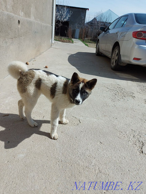 american akita  - photo 3