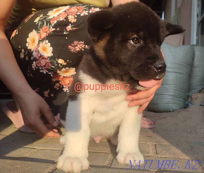 Gorgeous American Akita puppies Almaty - photo 5
