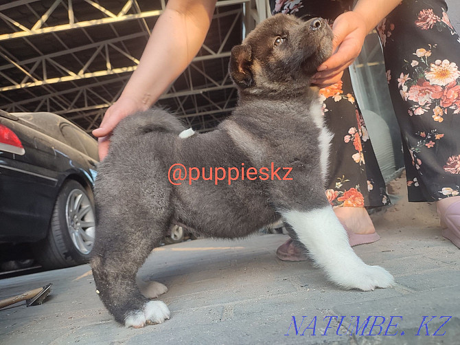 Gorgeous American Akita puppies Almaty - photo 4