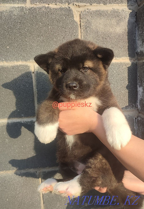 Шикарные щенки американской акиты Алматы - изображение 2