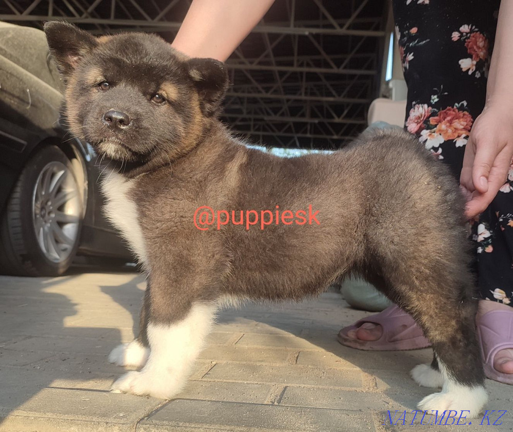 Шикарные щенки американской акиты Алматы - изображение 1