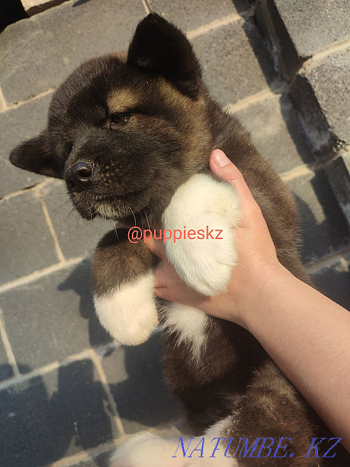 Шикарные щенки американской акиты Алматы - изображение 3