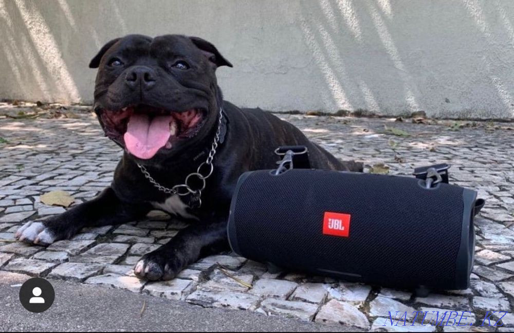 +ПОДАРОК! JBL Extreme [Medium 23 cm] Беспроводная блютус колонка Астана - изображение 4