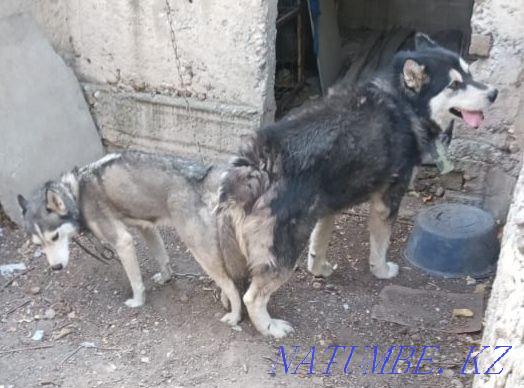 Malamute puppies. Reservation. Shymkent - photo 1