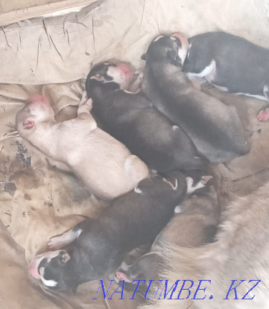 Malamute puppies. Reservation. Shymkent - photo 2