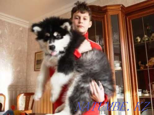 Large Malamute puppies (very beautiful) at a Low Price!!! Almaty - photo 3