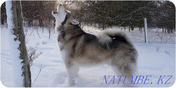 Malamute 3 months old, with a full package of documents from a titled couple Almaty - photo 2