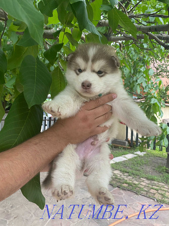 Alaskan Malamute puppies Kyzylorda - photo 4