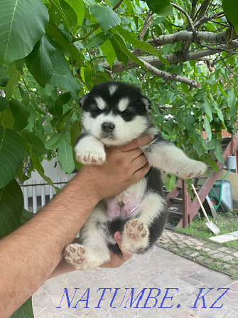 Alaskan Malamute puppies Kyzylorda - photo 6