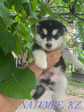 Alaskan Malamute puppies Kyzylorda - photo 5