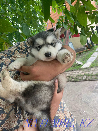 Alaskan Malamute puppies Kyzylorda - photo 3